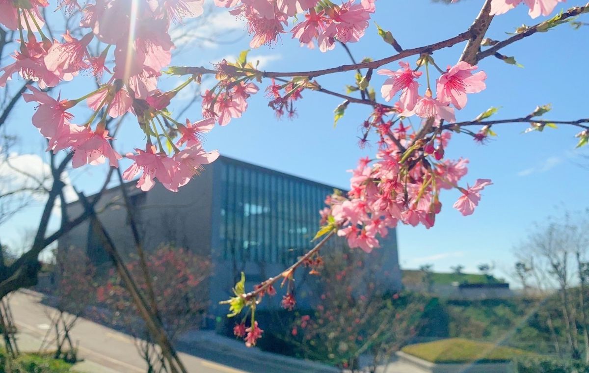 位於新北三芝的龍巖世紀陵園,園區內擁有櫻花樹林